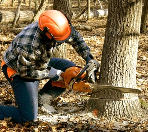 Tree Removal in Ackerly, TX